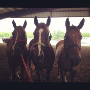 Three horses looking awesome